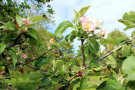 Nach der Blüte der Streuobstbäume in Burgbernheim hoffen die Menschen vor Ort auf eine gute Ernte im Herbst.
